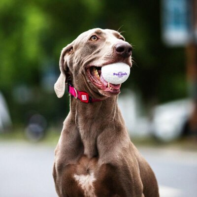 Gigwi Isırmaya Dayanıklı Yüzen Köpek Oyun Topu (L)