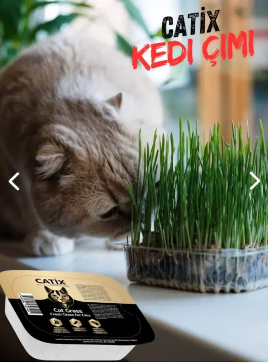 CATİX %100 Doğal Kedi Çimi (Tüy Yumağı Önleyici)