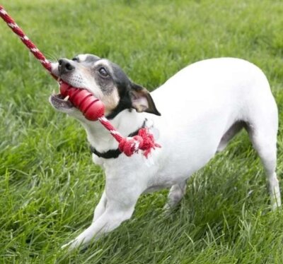 Kong Dental İp Sallantılı Diş Temizleyici Köpek Oyuncağı S