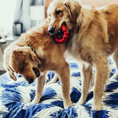 Kong Ring Büyük Irk Doğal Kauçuk Köpek Isırma Oyuncağı L