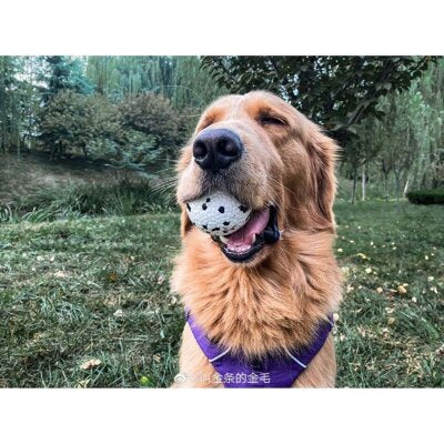 M-Pets Bloom Ball Parçalanmaz Yüzen Köpek Oyun Topu Beyaz 7 cm