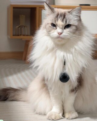 M-Pets Fearless Kimyasalsız Ultrasonik Pire ve Kene Kovucu