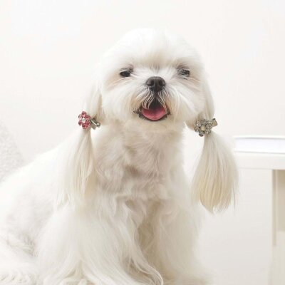 M-Pets Glam Çiçekli Kedi ve Köpek Süs Tokası (Pembe/Beyaz)