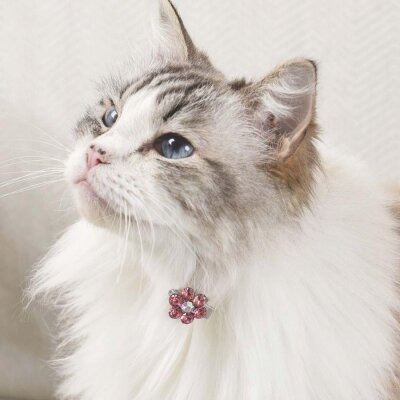 M-Pets Glam Çiçekli Kedi ve Köpek Süs Tokası (Pembe/Beyaz)