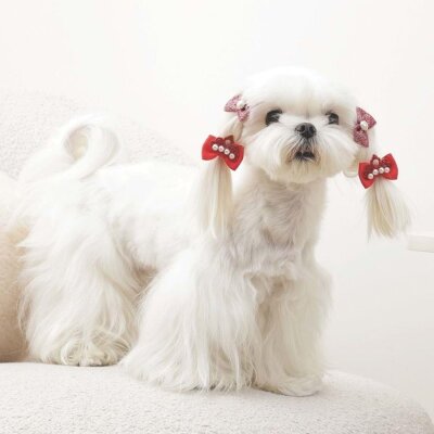 M-Pets Glam Fiyonklu Kedi ve Köpek Süs Tokası (Kırmızı)