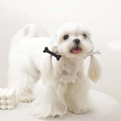 M-Pets Glam Kemikli Kedi Köpek Süs Tokası Siyah Beyaz