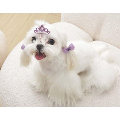 M-Pets Glam Taç-Fiyonk İkili Kedi ve Köpek Süs Tokası (Mor)