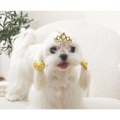 M-Pets Glam Taç Fiyonklu Kedi Köpek Süs Tokası Sarı