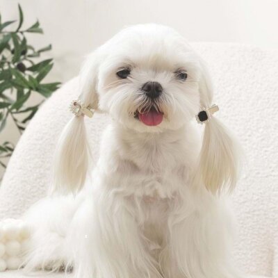 M-Pets Glam Taşlı İncili Kedi Köpek Süs Tokası Siyah Gri