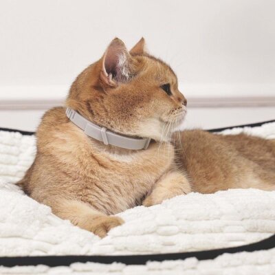 Lavanta ve Feromonlu Sakinleştirici Kedi Tasması (Gri)