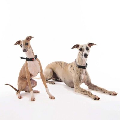 M-Pets Kombi 2in1 Yarı Boğma Köpek Eğitim Tasması Siyah XL