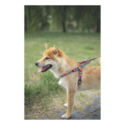 M-Pets Urban Style Jazz Geri Dönüştürülmüş Köpek Göğüs Tasması L