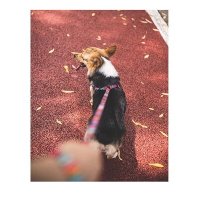 M-Pets Çizgili Geri Dönüştürülmüş Şehir Köpek Tasması (M)