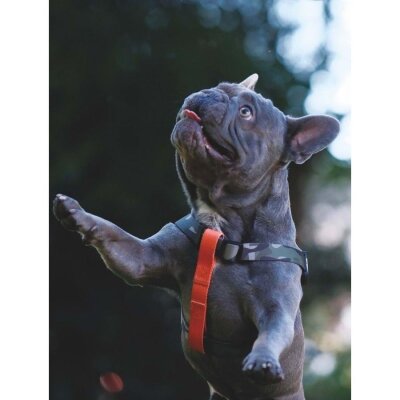 M-Pets Wild Jungle Güvenlik Kilitli Köpek Göğüs Tasması XS