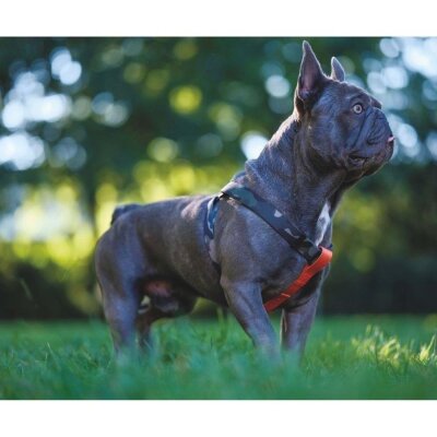 M-Pets Wild Jungle Güvenlik Kilitli Köpek Göğüs Tasması XS