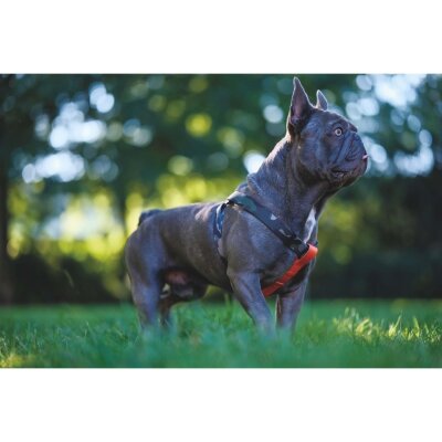 M-Pets Jungle Desenli Güvenlik Kilitli Köpek Tasması (M)