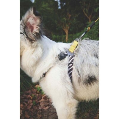 M-Pets Safari Desenli Güvenlik Kilitli Köpek Tasması (XS)