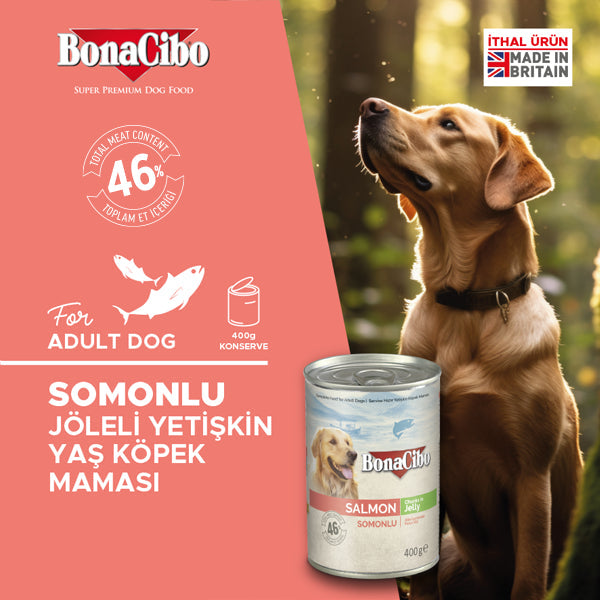 BonaCibo Jöleli Somonlu Yetişkin Köpek Yaş Maması 400 gr x 6