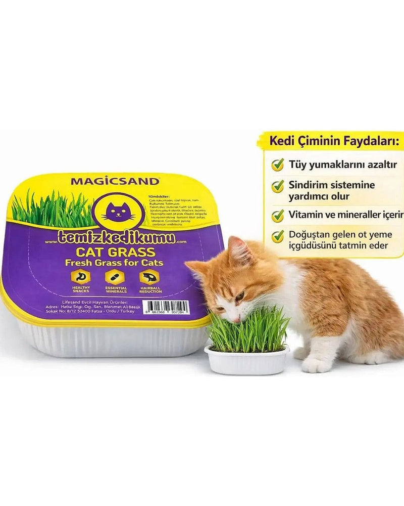Doğal Tüy Yumağı Önleyici Kedi Çimi (File Hediyeli)