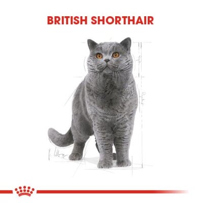Royal Canin British Shorthair Sos İçinde Kedi Konservesi 85 gr