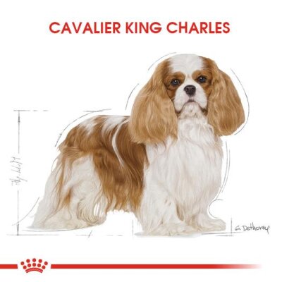Royal Canin Cavalier King Charles Irkına Özel Köpek Maması 1,5 kg