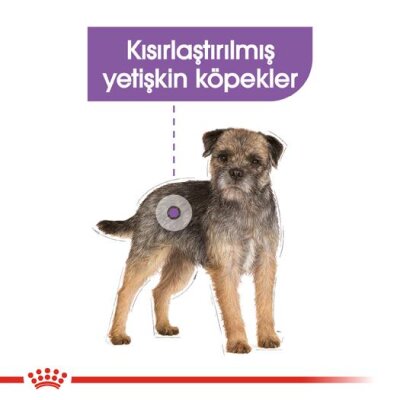 Royal Canin Kısırlaştırılmış Mini Irk Köpek Maması 3 kg
