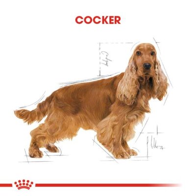 Royal Canin Cocker Irka Özel Yetişkin Köpek Maması 3 kg