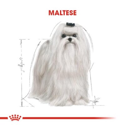 Royal Canin Maltese Terrier Irkına Özel Yetişkin Köpek Maması 1,5 kg