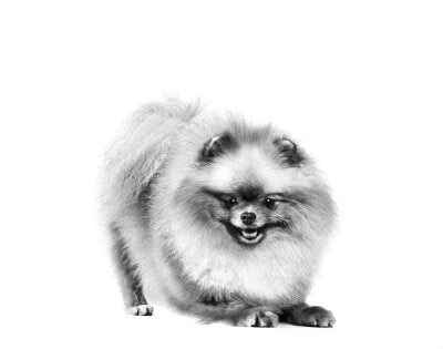 Royal Canin Pomeranian Irkına Özel Yetişkin Köpek Maması 3 kg