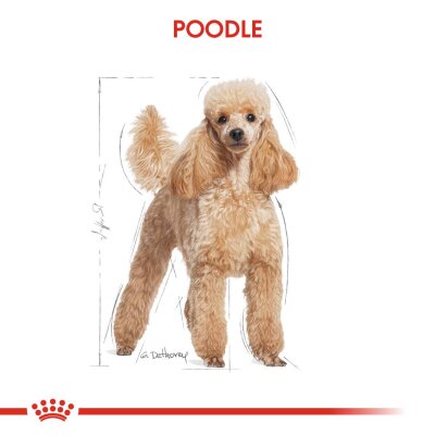 Royal Canin Poodle Irkına Özel Yetişkin Köpek Maması 3 kg