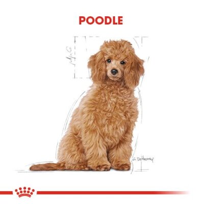 Royal Canin Poodle Irkına Özel Yavru Köpek Maması 3 kg