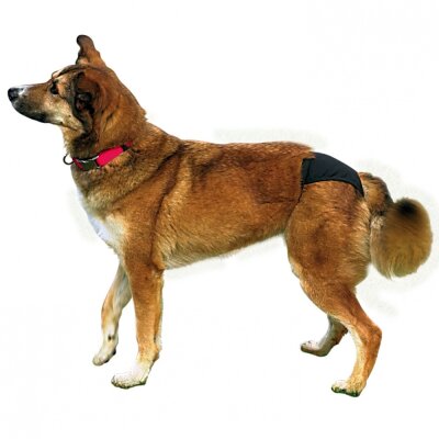 Trixie Yıkanabilir Hijyenik Köpek Külodu XL Siyah (60-70 cm)