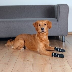 Trixie Kaymaz Pamuklu Köpek Çorabı XS-S (2 Adet)
