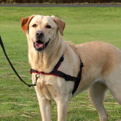 Trixie Çekmeyen Reflektörlü Köpek Eğitim Göğüs Tasması M-L