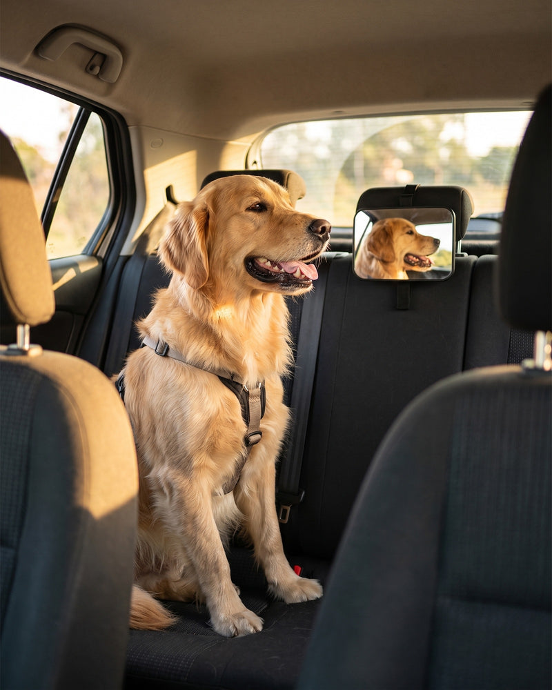 Araç İçi Köpek Aynası (Büyük Boy)