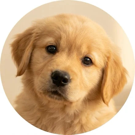 Köpek Dünyası